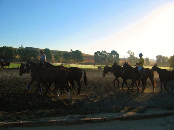 Pferdeparadies_Polo-Club_Finca_Andalusien-20