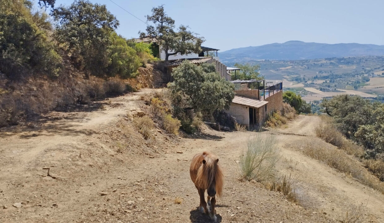 FA-7390 - Traumhafte Finca in Ronda mit 2 Haeusern-35