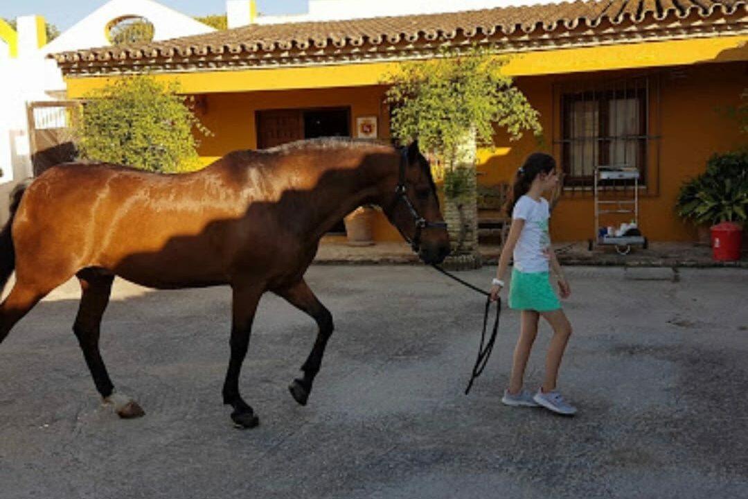 Finca mit Reitanlage in Morón de la Frontera-20