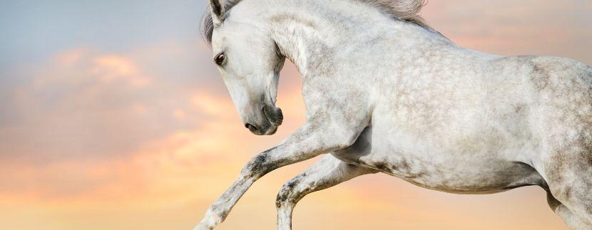 Vorteile Pferdehaltung in Andalusien